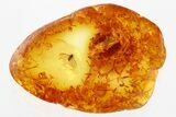 Detailed Fossil Winged Aphid (Aphidoidea) in Baltic Amber #346645-1